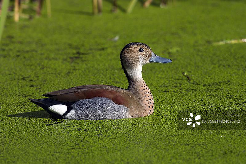 环颈鸭 雄性侧面图片素材
