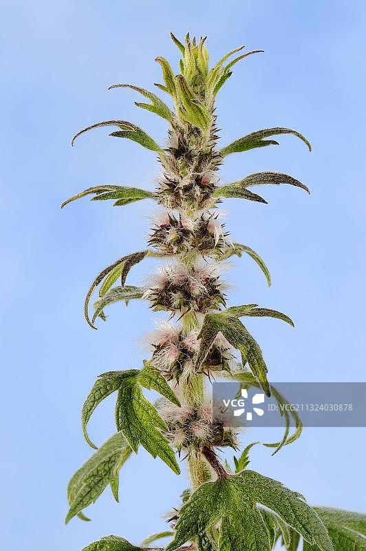 益母草（Leonurus cardiaca），真狮尾图片素材