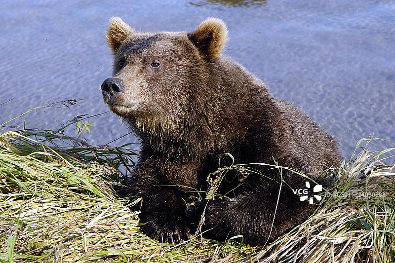 堪察加棕熊（Ursus arctos beringianus），库页湖，堪察加半岛图片素材