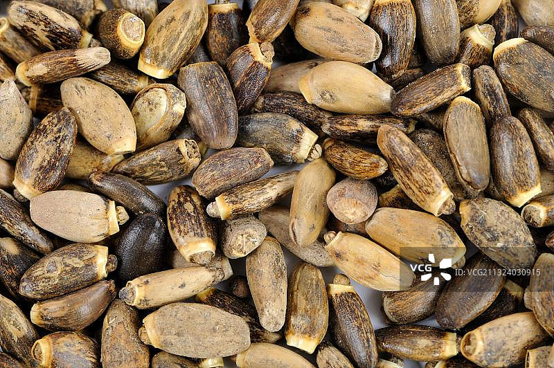 水飞蓟图片素材