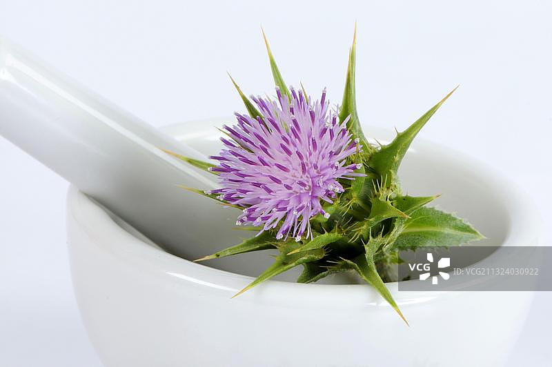 水飞蓟，研钵图片素材