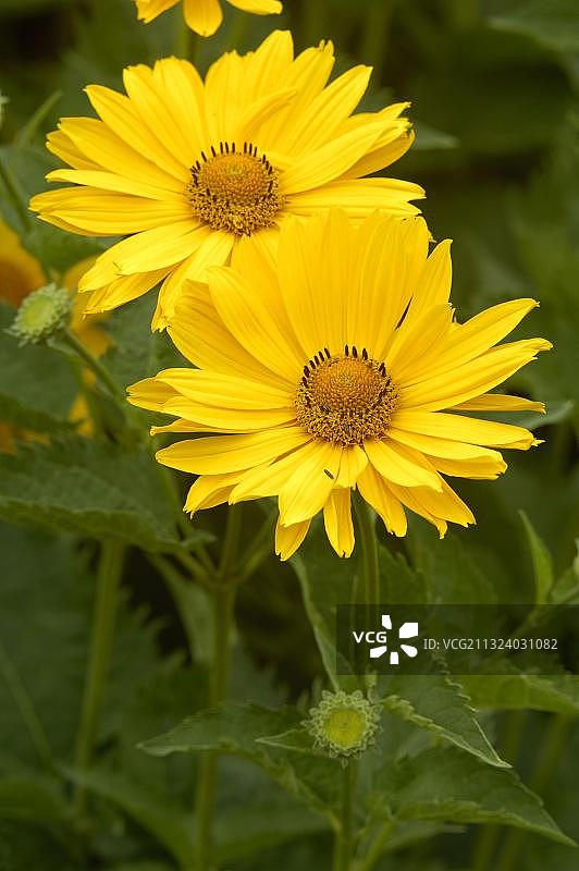 维苏威牛眼向日葵图片素材