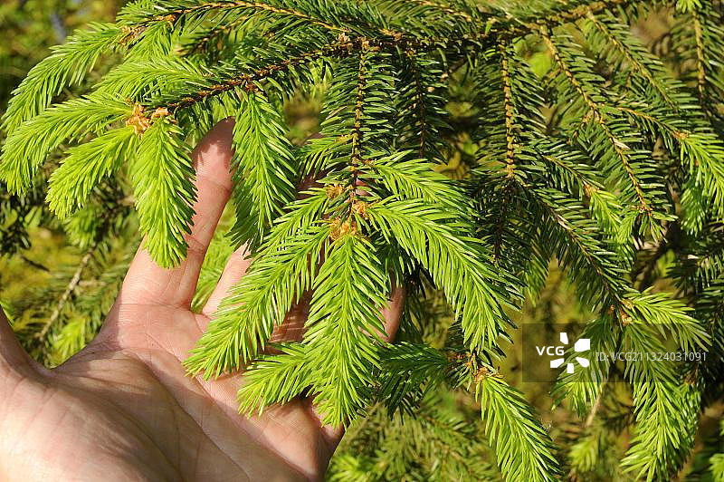 挪威云杉树梢图片素材