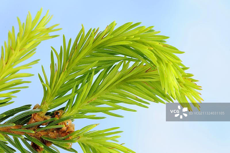 挪威云杉的新鲜树梢图片素材