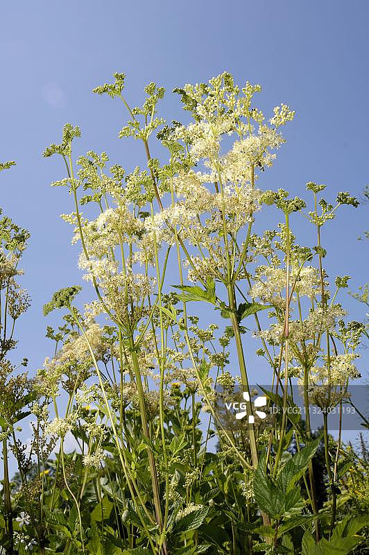 绣线菊图片素材