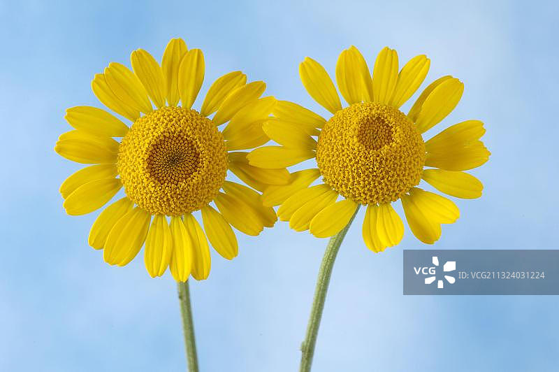 金色雏菊，黄色春黄菊图片素材