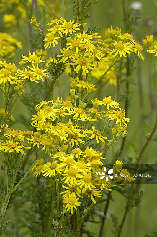 千里光图片素材