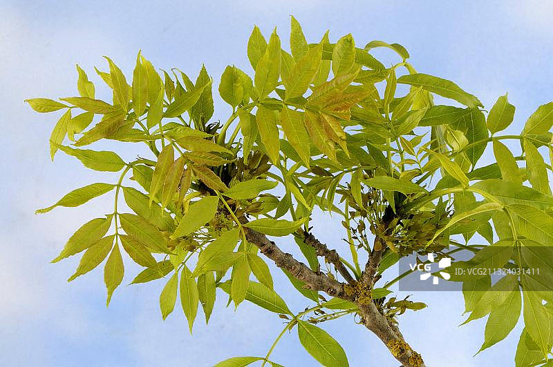 欧洲白蜡树图片素材