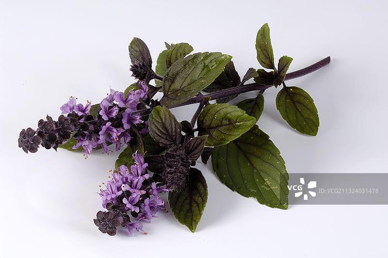 非洲蓝罗勒图片素材