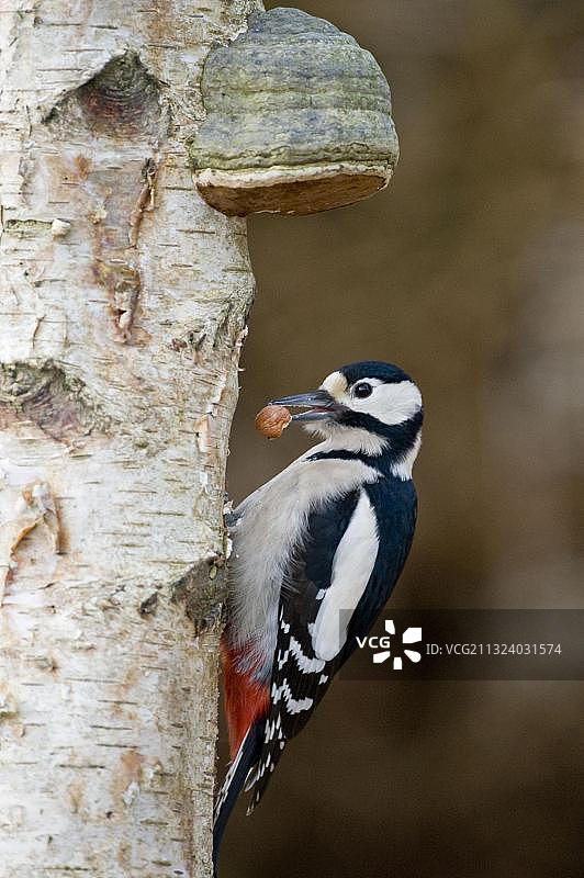 带坚果的斑啄木鸟（Picoides major）（Dendrocopos major），德国下萨克森图片素材