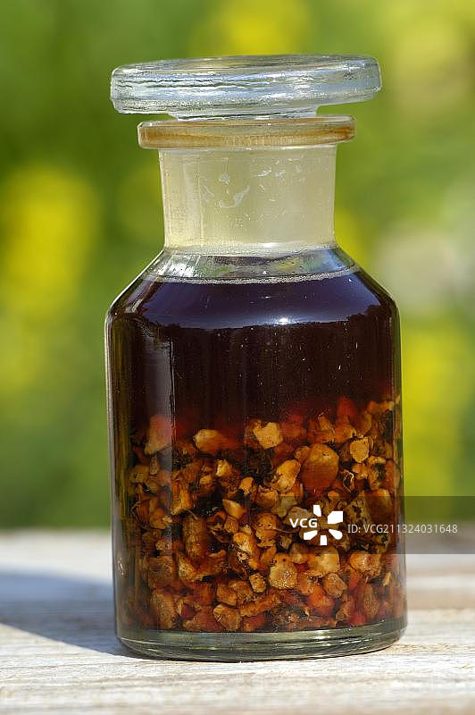 委陵菜酊剂，干燥根图片素材