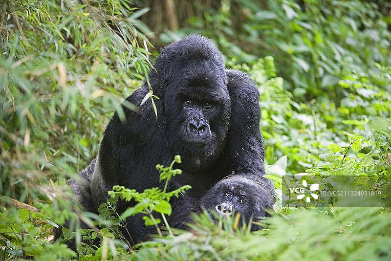 卢旺达火山国家公园的一对山地大猩猩图片素材