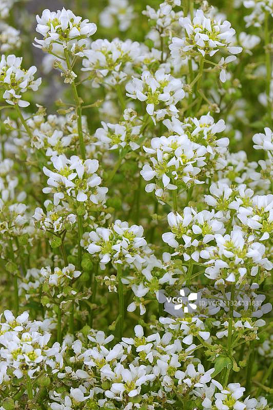 勺子草，真正的勺子草（Cochlearia officinalis），坏血病，苦荠，勺子荠，勺子草图片素材