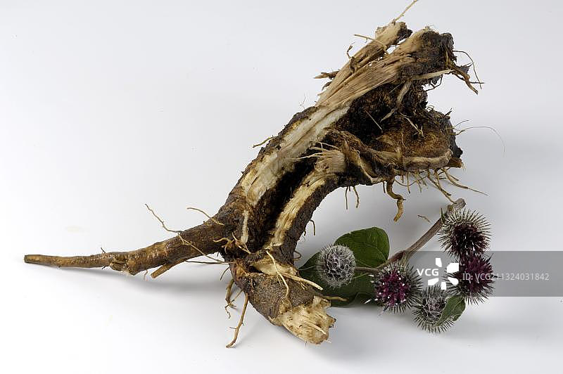 牛蒡根图片素材