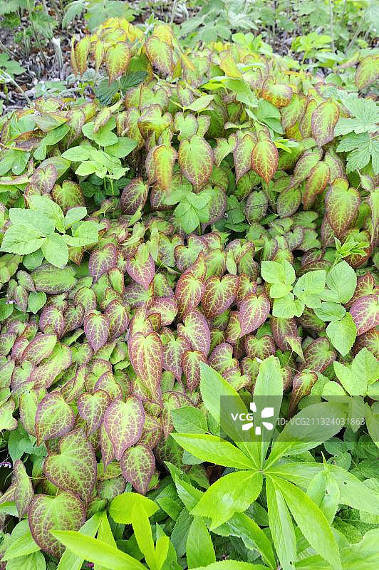 Elfflower (Epimedium x rubrum), Sockflower图片素材