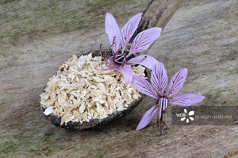 燃烧的灌木，干燥的根，白鲜 (Dictamnus albus)图片素材