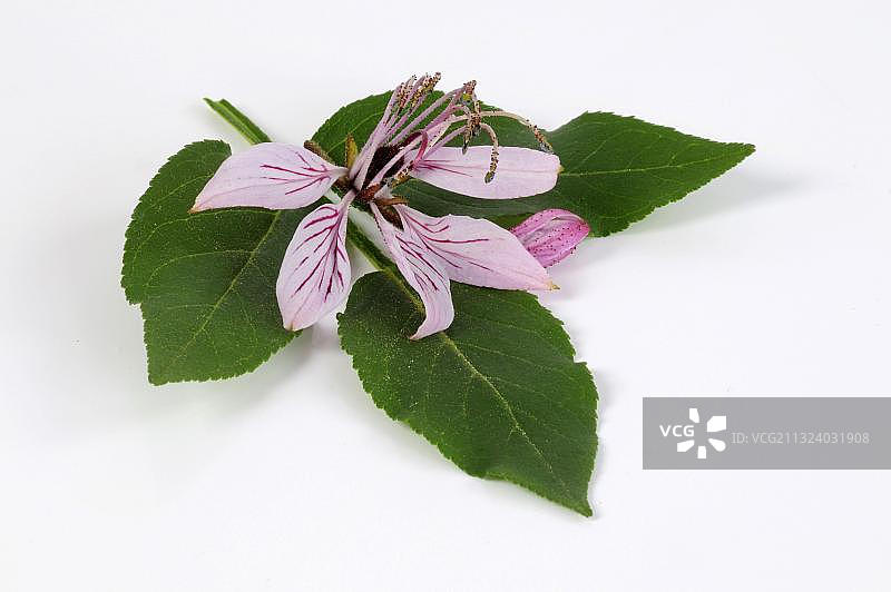 白鲜（Dictamnus albus），Diptam，Ashroot图片素材