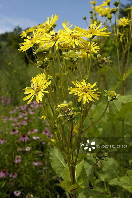 杯状植物（伞序鬼针草）图片素材