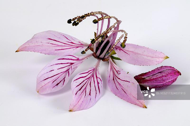 白鲜（Dictamnus albus），Diptam，Ashroot图片素材