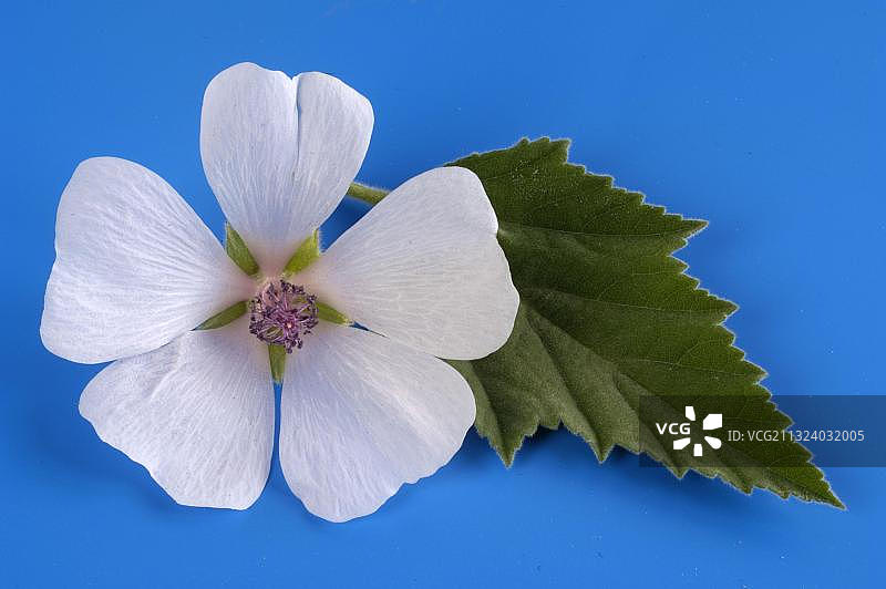 药蜀葵图片素材