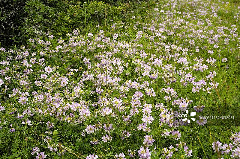 普通多脉山野豌豆图片素材