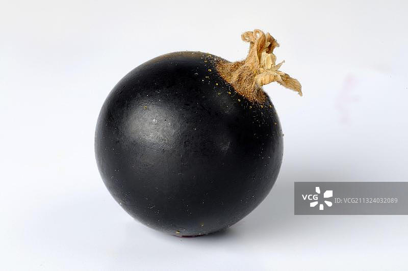 黑加仑浆果图片素材