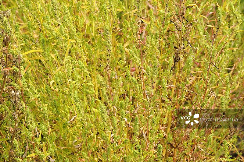 地肤，扫帚草图片素材