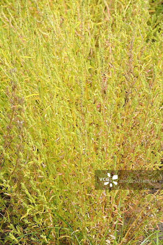 地肤，扫帚草图片素材