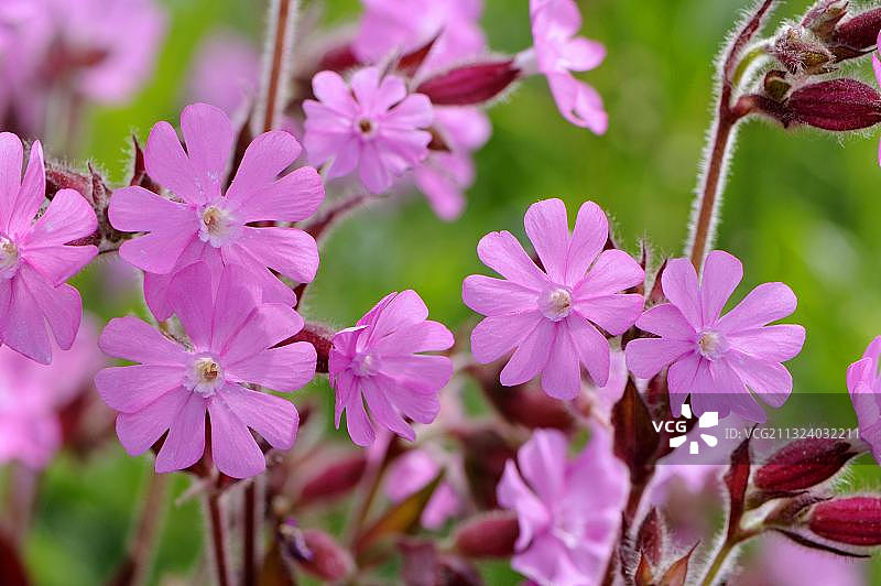 红石竹（Silene dioica）图片素材