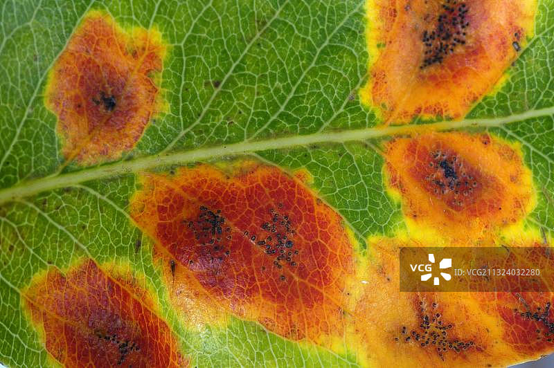 桧柏锈病图片素材