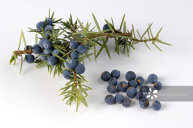 杜松（Juniperus communis），杜松子图片素材