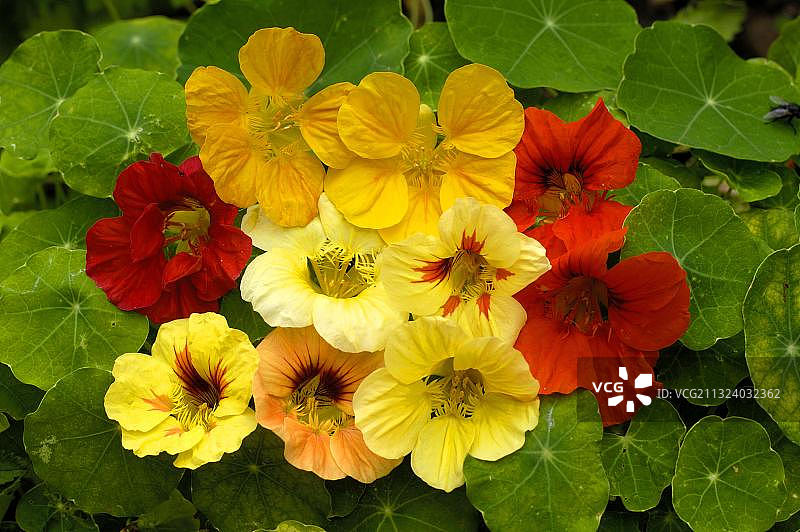 旱金莲的各种品种图片素材