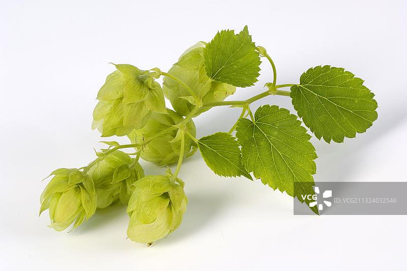 啤酒花：特特南格啤酒花锥图片素材