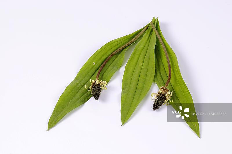 车前草图片素材