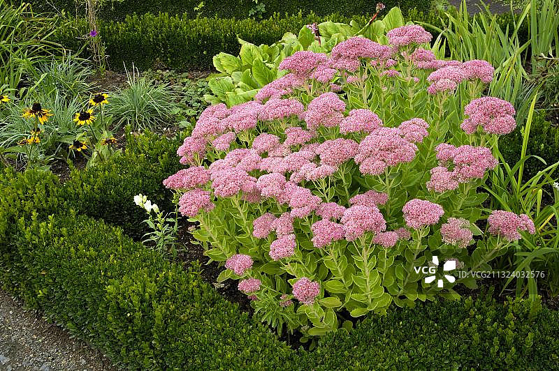 红色景天（Sedum purpureum）图片素材