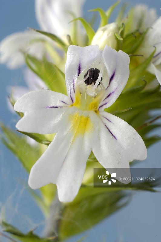 小米草图片素材