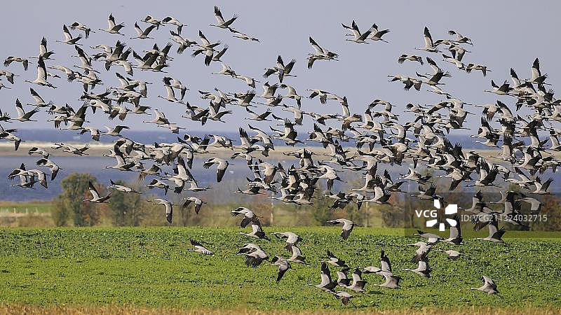 鹤（Grus grus），德国梅克伦堡-前波美拉尼亚图片素材