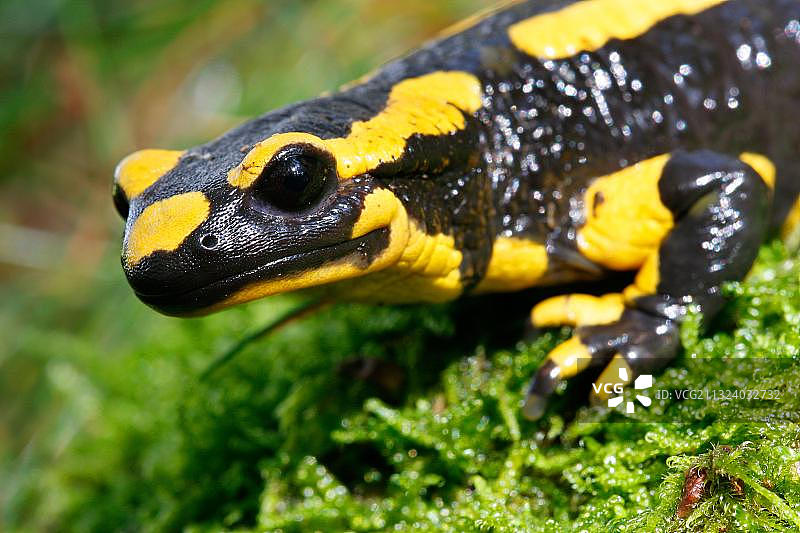 火蝾螈：德国莱茵兰-普法尔茨图片素材