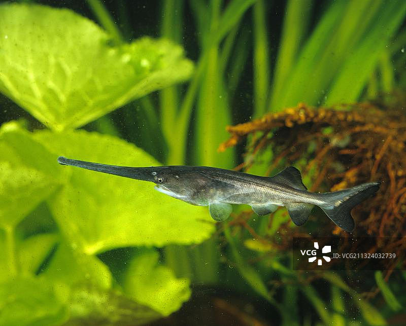 美洲，侧生，独立生长图片素材