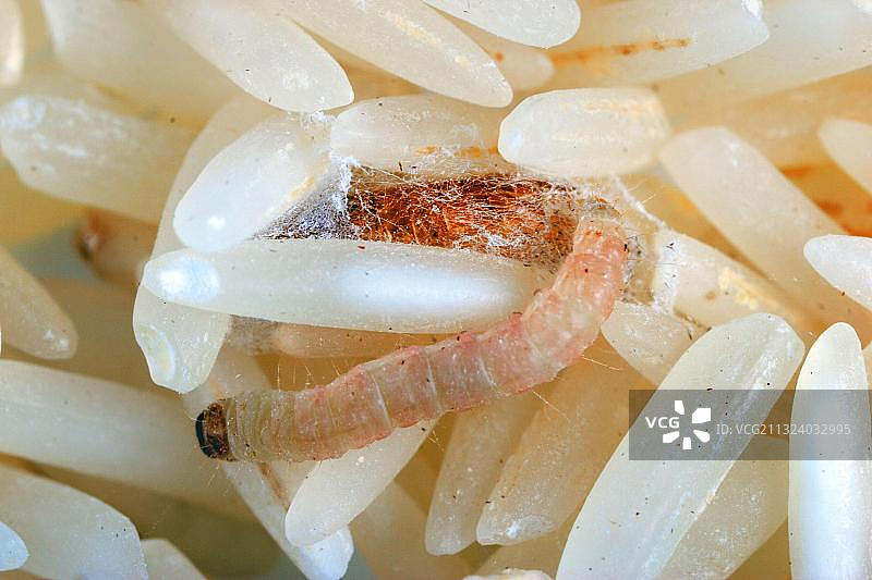 米饭中的印度谷螟（Plodia interpunctella）毛虫和蛹，害虫图片素材