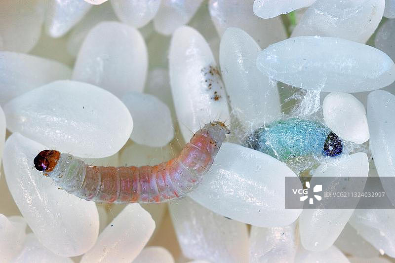 米饭中的印度谷螟（Plodia interpunctella）毛虫和蛹，害虫图片素材