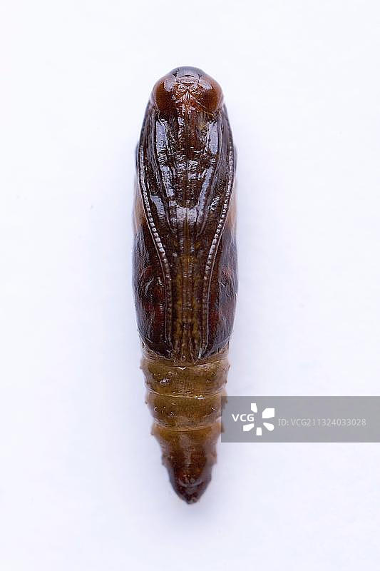 印度谷螟的蛹图片素材