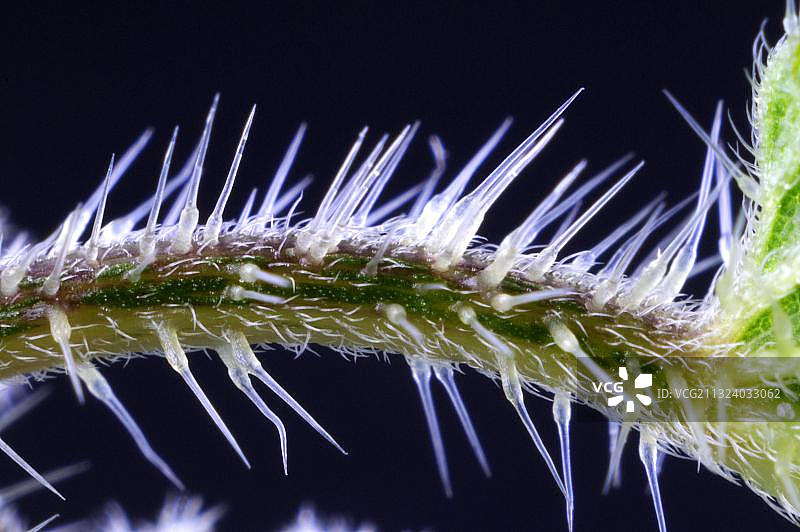 荨麻，荨麻刺毛图片素材