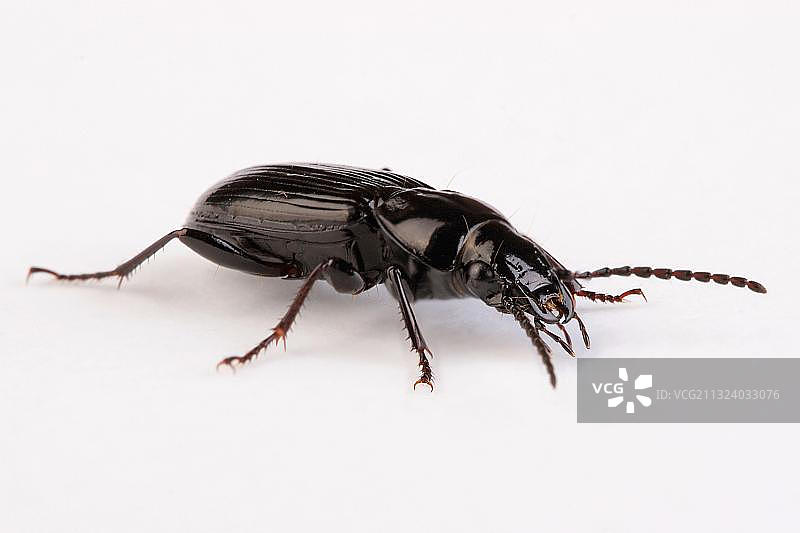 步行甲虫图片素材