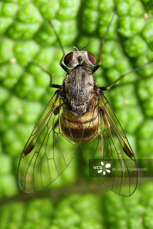 红眼鹬虻图片素材