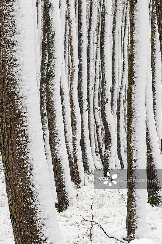 德国下萨克森州Bruchwald的桤木图片素材