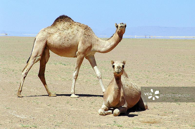鲁卜哈利沙漠的单峰骆驼图片素材