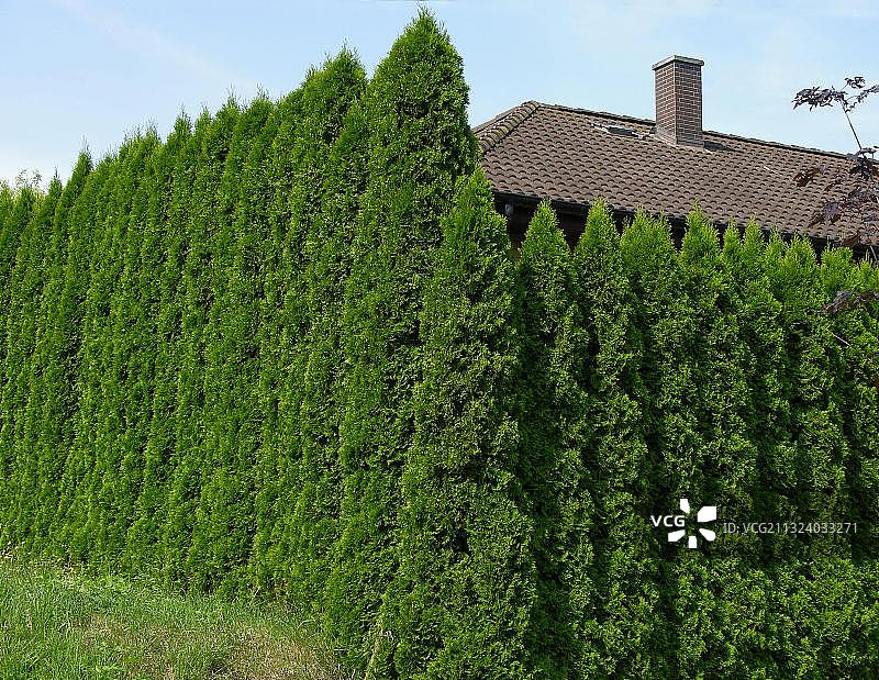 侧柏树篱图片素材