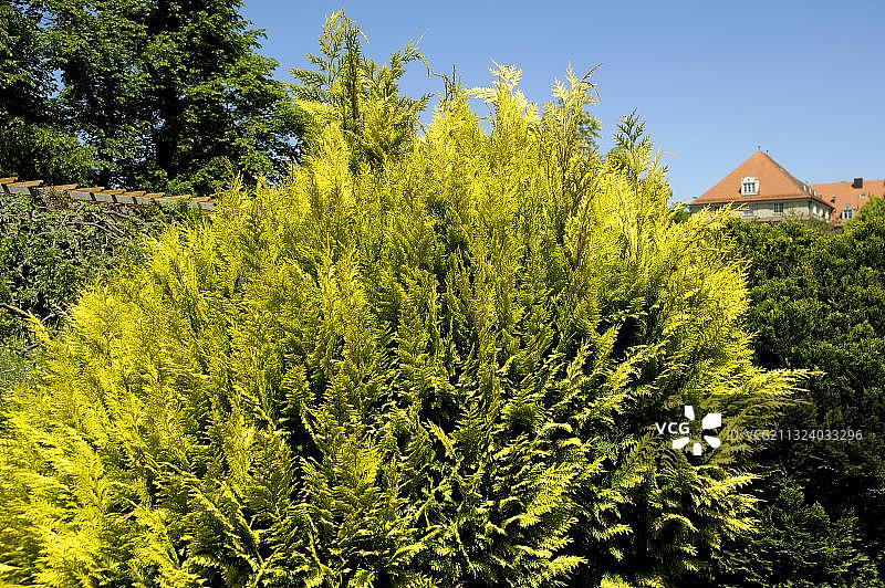 劳森柏图片素材