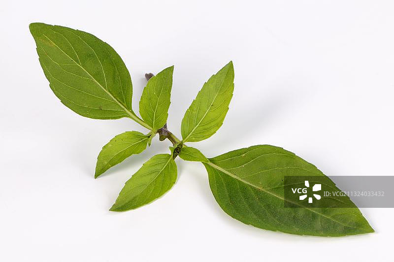 泰国罗勒图片素材